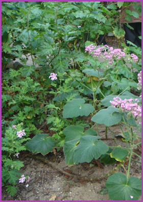 plants up to 4 feet tall along a conservatory path