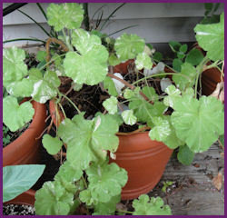 sprawling plant in pot