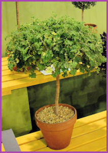 leafy topiary in clay pot