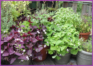 porch corner filled with mixed foliage containers