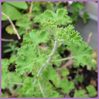 frilly lobed green leaves