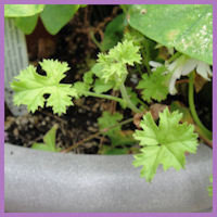 serrated light green leaves