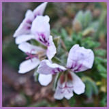 white flowers with purple markings