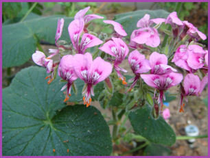 large rounded lobed leaves and bright magenta blooms