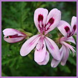 pink flowers with magenta markings