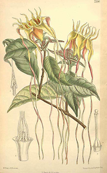 Strophanthus petersianus