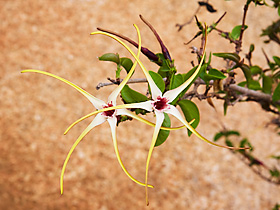 Strophanthus kombe