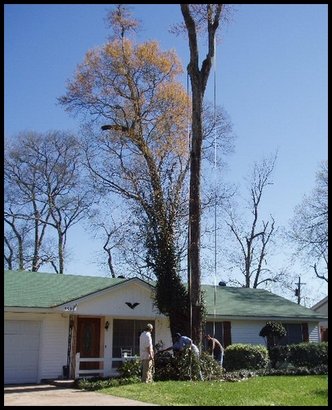 Front Yard 2005 before tree cut