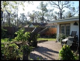 Uprooted Tree buckled pond