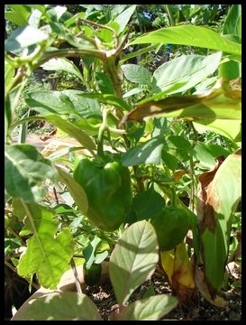 Bell Peppers from last year