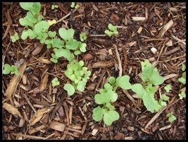 Carrot and radish sprouts