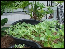 Watermelon and Muskmelon Vines