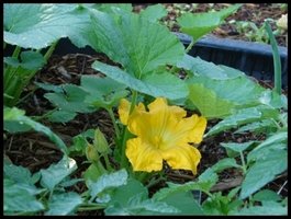 Zucchini Blossom