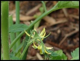 Tomato Blossoms