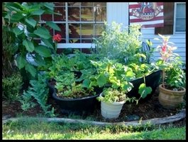 Tomato Cages