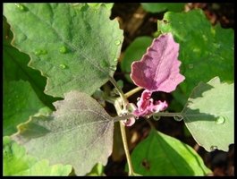 Wild Spinach