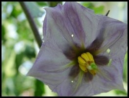 Eggplant blossoms