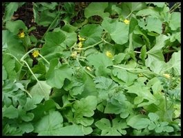 Watermelon Vines