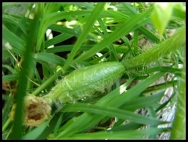 Hairy Watermelon