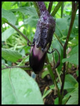 Eggplant