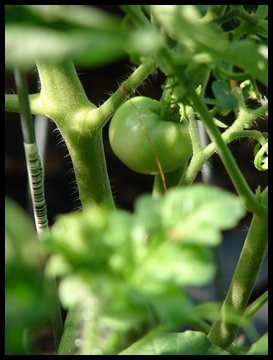 1st Tomato