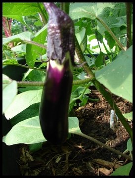 3 day growth on Eggplant