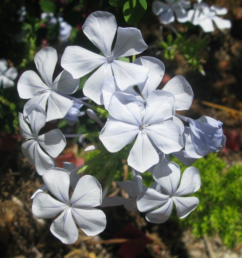 Cape plumbago