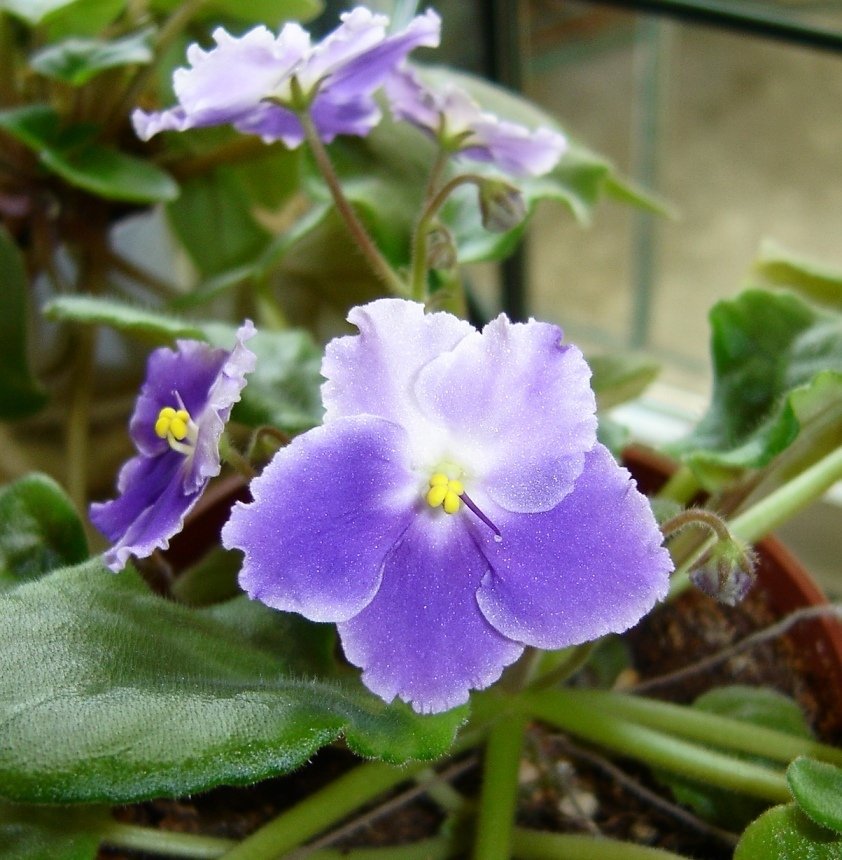 African violet