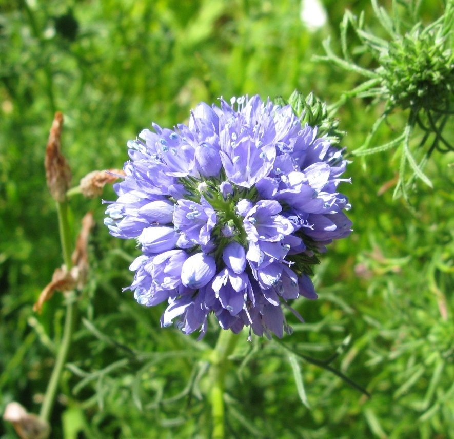 globe gilia