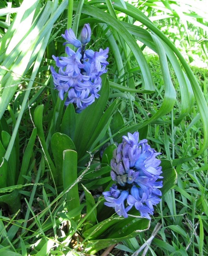 hyacinth