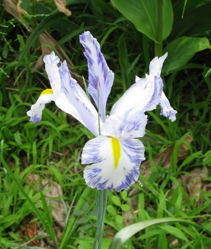 Dutch iris