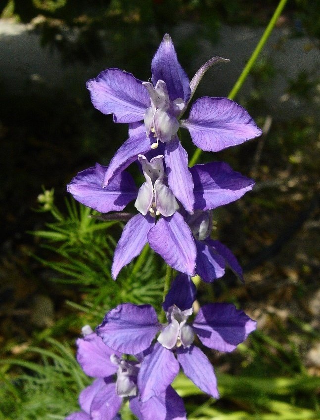 rocket larkspur