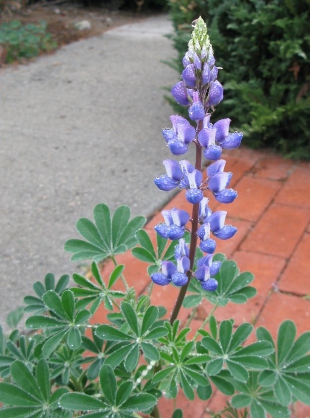 lupine