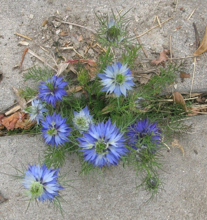 nigella