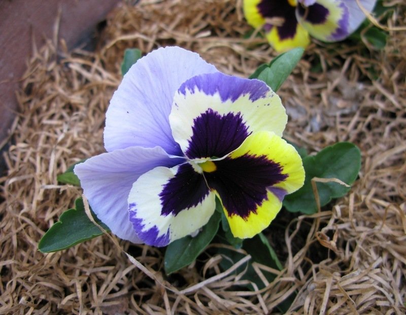 pansy