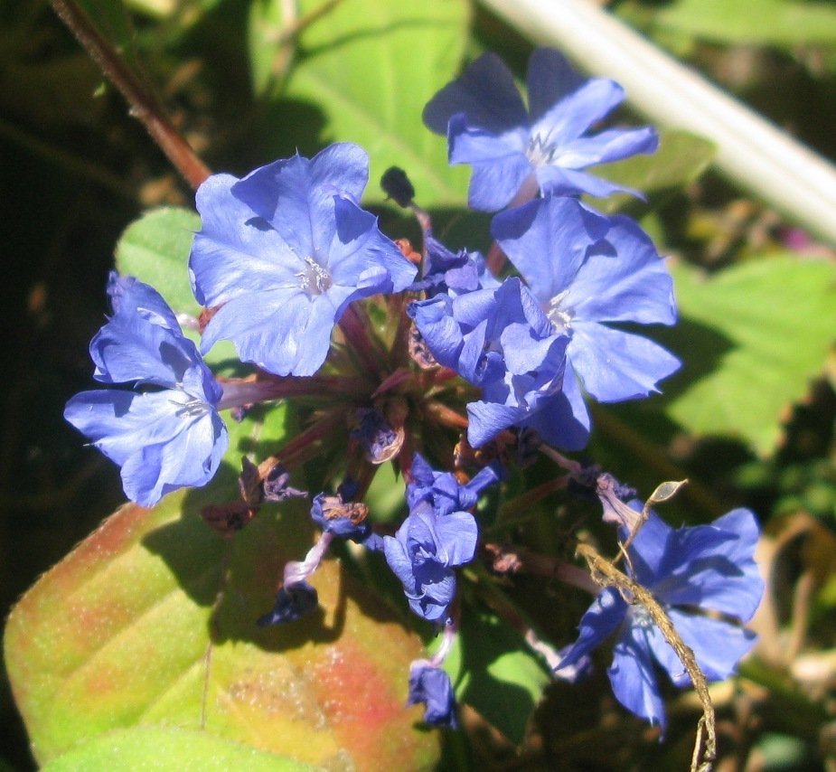 plumbago