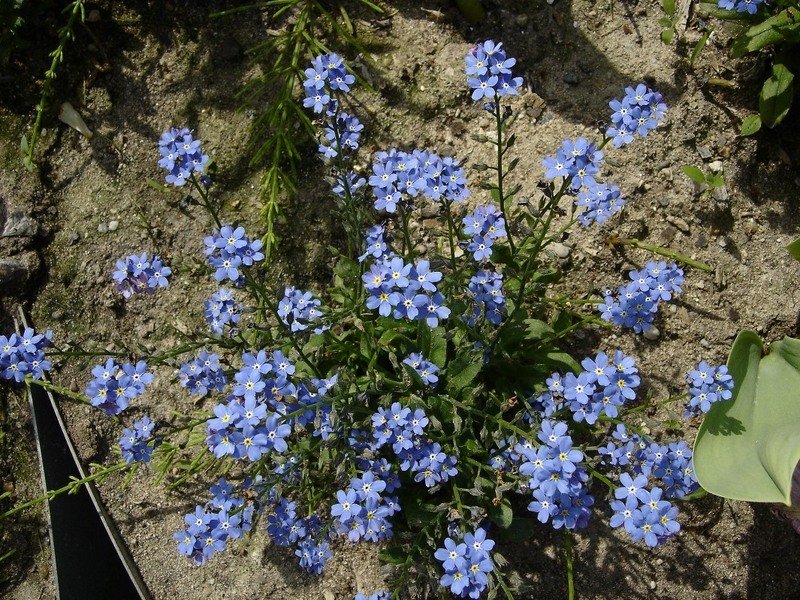 forget me not