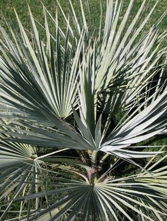 Mexican blue palm