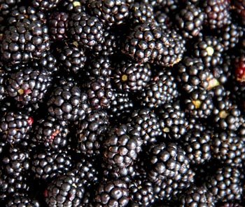 blackberries