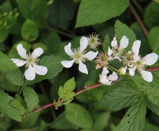 blackberries