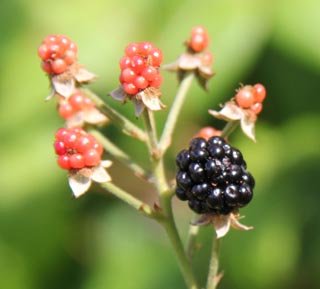 blackberries