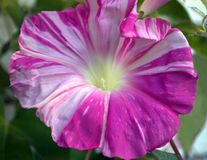 pink and white striped morning glory