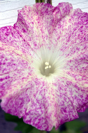 pink and white speckled morning glory