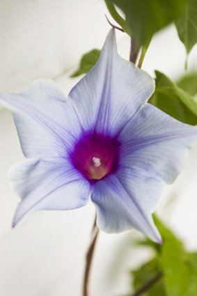 pale blue morning glory