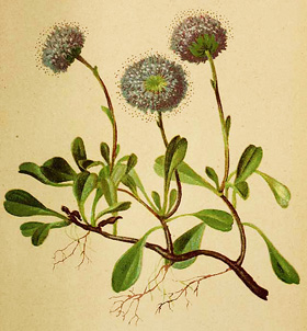 Globularia cordifolia