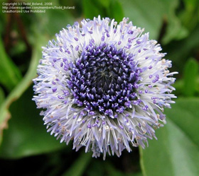 Globularia meridionalis