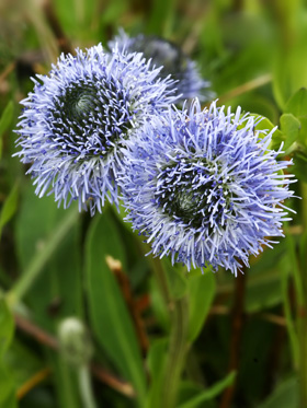 Globularia punctata