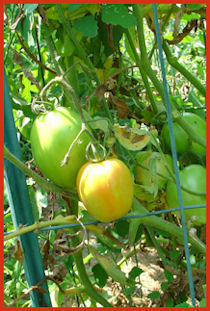 cluster of large plum tomatoes on plant with some brown yellowing  or spotted leaves