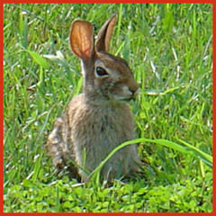 rabbit in lawn eating clover