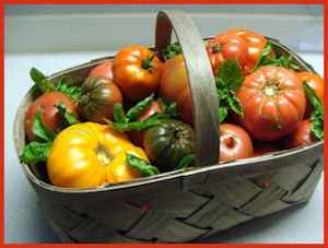 basket of colorful tomatoes and basil